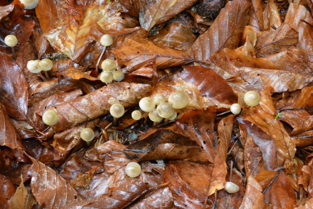 Mycena del 14/05/2018